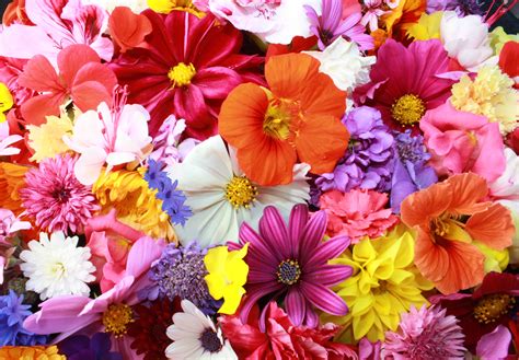 Colorful Hd Flowers Hd Flowers 4k Wallpapers Images Backgrounds
