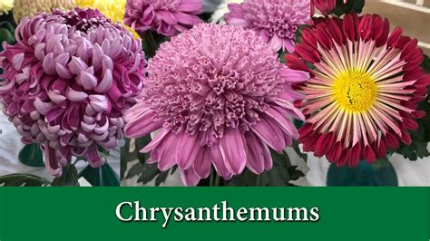 How To Grow Chrysanthemums Hardy Mums And Exhibition Types Youtube