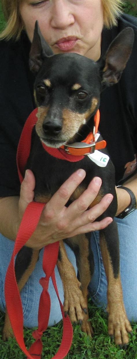 Adopt 31 Mcbarker On Petfinder Miniature Pinscher Dog Cute Animals