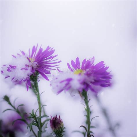 Snow Covered Flowers Alpine Aster Stock Photo Image Of Covered
