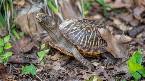 What Do Box Turtles Eat Pets Vs Wild Box Turtles Reptile Advisor