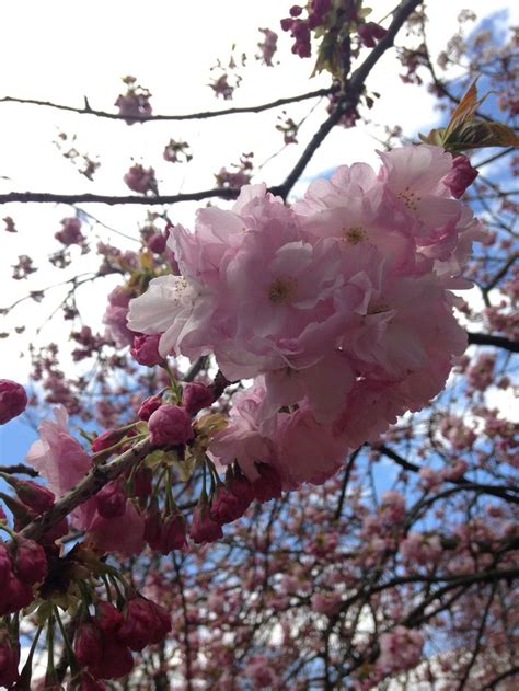 Cherry Blossoms Brooklyn Botanic Garden Botanical Gardens Scape