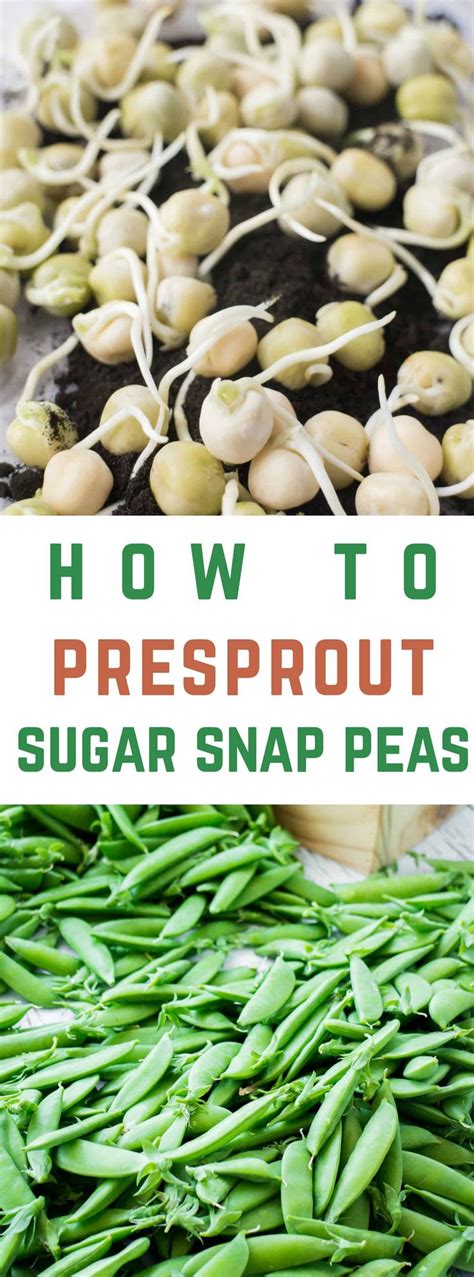 From Seed To Harvest Growing Sugar Snap Peas Made Easy