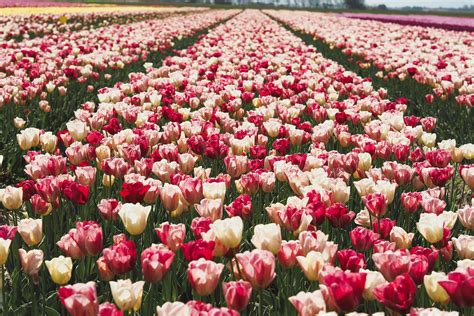 Dutch Tulip Fields A Complete Guide Amsterdamian