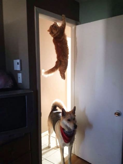 27 Stealthy Ninja Cats That Are Extra Sneaky And Agile