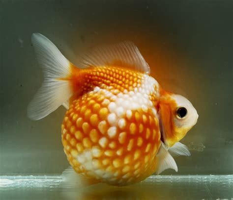 Pearlscale Goldfish Goldfish Wiki Fandom