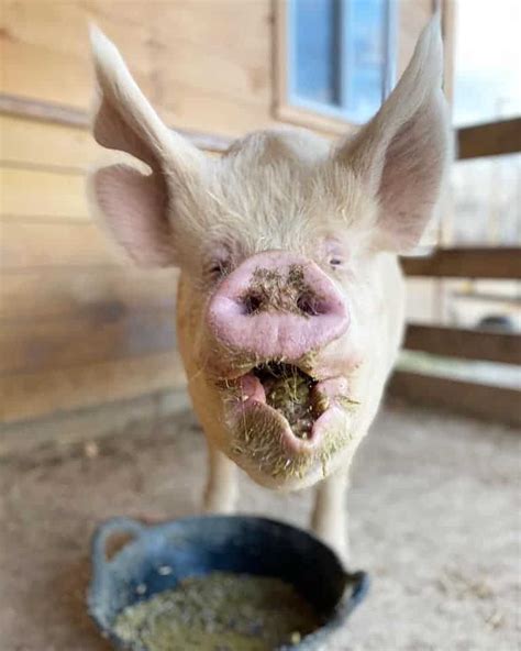 Daily Diet Treats And Supplements For Pigs The Open Sanctuary Project
