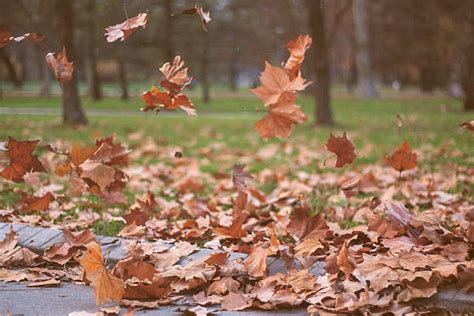 Best Blowing Leaves Stock Photos Pictures And Royalty Free Images Istock