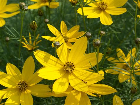 If you have thrown in the towel when it comes to excluding deer from your property, plant these 10 flowers that if you cannot keep deer away from the garden, you can plant flowers that do not appeal to them. Best Drought Tolerant Perennials & Annuals - that are Deer ...