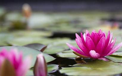 Lily Water Flower Pink Pond Nature Wallpapers