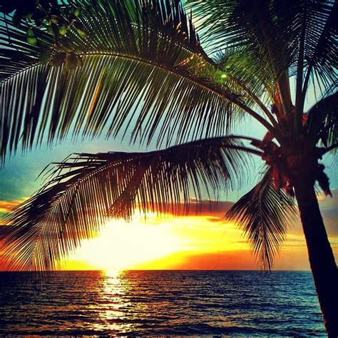 Sunset Beach Palm Tree Landscape Us Seller 40x30cm Ocean Beach Palm