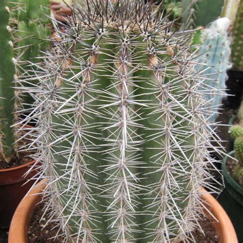 It's not difficult to grow cacti outdoors year round in your own garden. Best Cactus Varieties to Grow Indoors