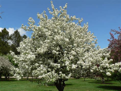 White Flowering Trees Colorado Best Spring Flowering Trees For The