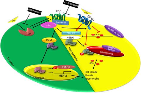 Schematic Representation Of Aldosterone Dependent Activation Of Grk2