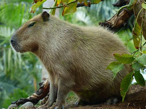 Everything About Capybaras Capybara