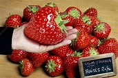 Genetically modified strawberry - Stock Image - G260/0127 - Science ...