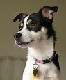 Rat Terrier dog face photo and wallpaper. Beautiful Rat Terrier dog ...