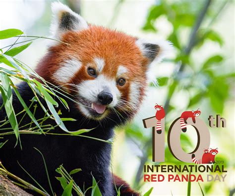 International Red Panda Day Red Panda Network