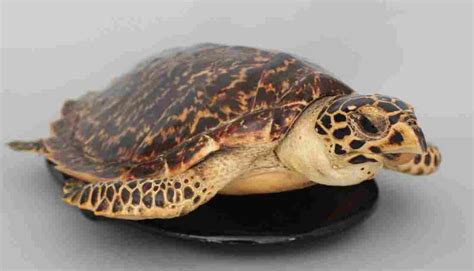 Japanese Beko Taxidermy Sea Turtle Early 20th Century Jan 19 2013