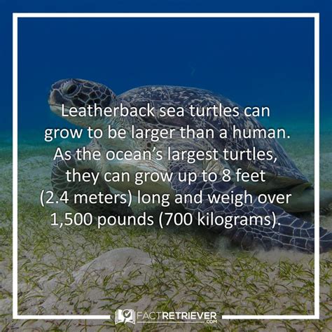 38 Interesting Sea Turtle Facts Sea Turtle Facts Turtle Facts Sea