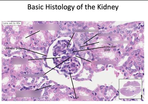 2 Basic Histology Of The Kidney Diagram Quizlet