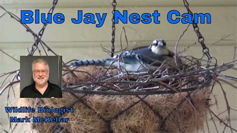 Blue Jay Nest Camera Youtube