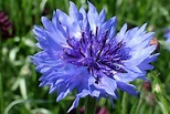 Corn Flower: The National Flower of Germany | National Flowers by Country