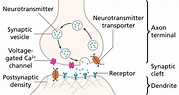 Neurotransmission - Wikipedia