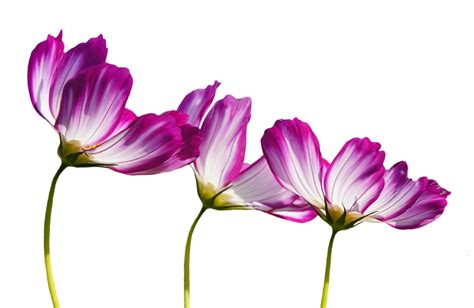 Blumen Sommer Garten Pflanze Kostenloses Foto Auf Pixabay Pixabay