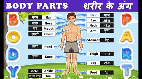 Body Parts Images With Names In Hindi Images Poster