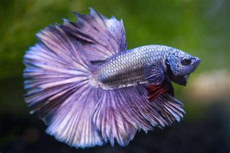 Betta Ich Betta Cloudy Eye Causes Treatment Prevention And More