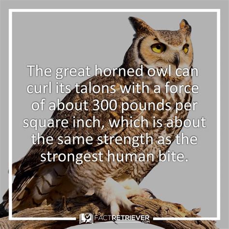 15 Fun Interesting Facts About Owls 2021 Owl Facts Owl Facts For Kids