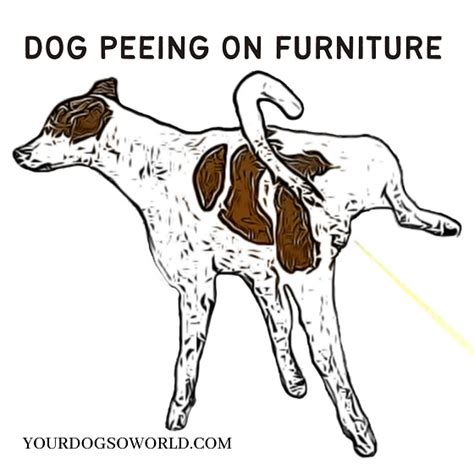 How To Keep Dogs From Peeing On Furniture Your Dogs World