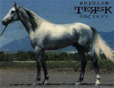 tersk horse breed horse breeding types  breeds  equiworld
