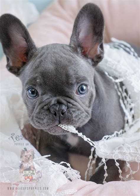 As the name suggests, it's a small dog at about 10 to 14 inches tall, weighing between 25 to 40 pounds. Blue French Bulldog Puppy For Sale #182 | French bulldog ...