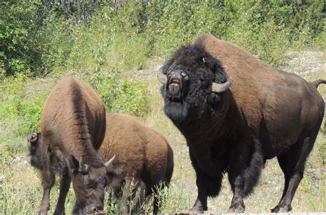 The total straight line flight distance from buffalo, ny to toronto, canada is 59 miles. 10 Best Wildlife Viewing Sites In The North - Backcountry ...