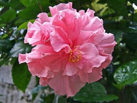 Double Pink Hibiscus Perennial Hardy Exotic 20 Flower Seeds Perennial