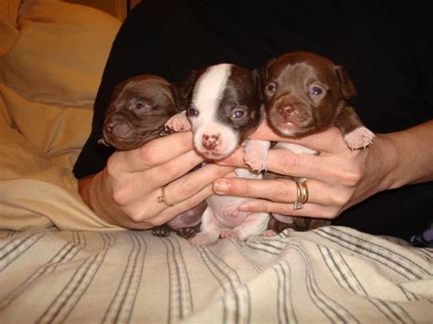 3 Males Soo Adorable For Sale Adoption From Las Vegas Nevada Clark