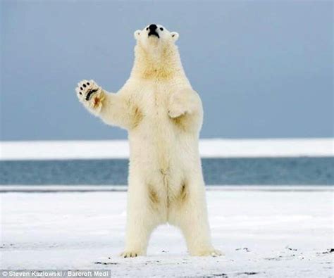 Thats All Folks Polar Bear Bear Polar