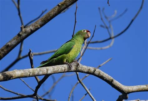 Crimson Fronted Parakeet Costa Rica 21516 Rancho Natural Flickr