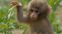 Snow Monkeys | Monkey Babies Start to Explore | Nature | PBS