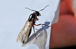 Flying Ants - Learn About Nature