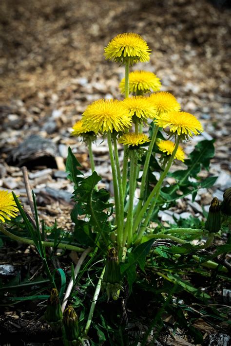 9 Edible Wild Plants To Fight Cold And Flu Naturally Frontier Survival