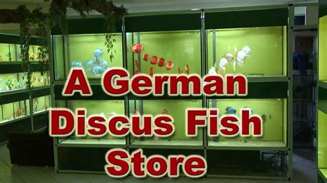 Petco petco is a general. Diskus Markt - A Great Discus Fish Store in Germany - YouTube