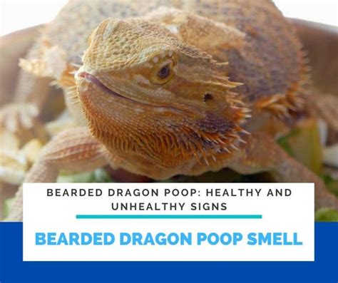 Bearded Dragon Poop Healthy And Unhealthy Signs