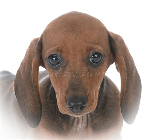 Portrait Of Female Dachshund Puppy Stock Image Image Of Cute Alone