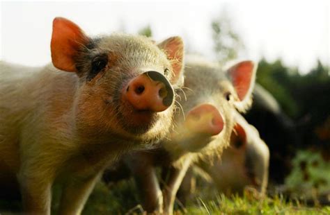 12 Things To Know Before Adopting A Mini Pig Bc Spca Pocket Pig Pig