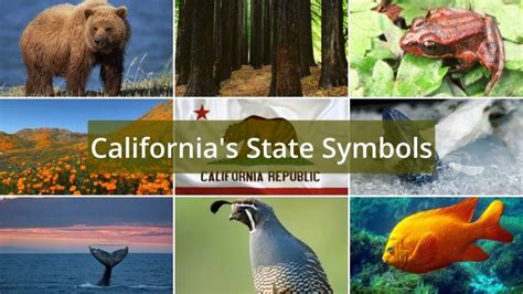 What Are Californias State Symbols Foreign Usa