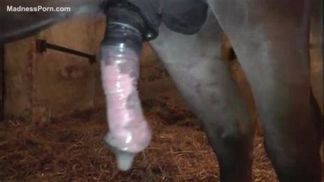 Small Horse Cums After A Valuable Sex With Its Owner