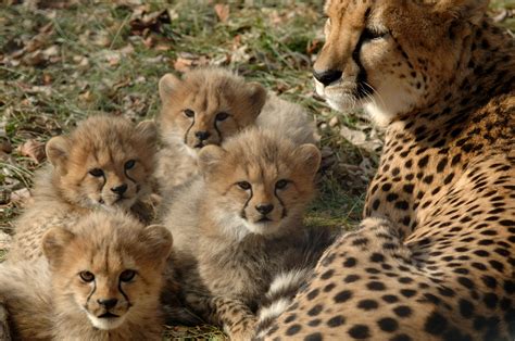 One Of The Many Litters Of Cheetah Cubs Born At The Zoos Breeding